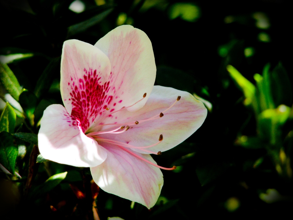 a big pretty pink flower with red center