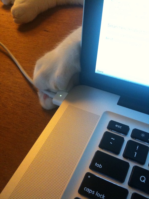 a cat lays on a desk near an open laptop computer