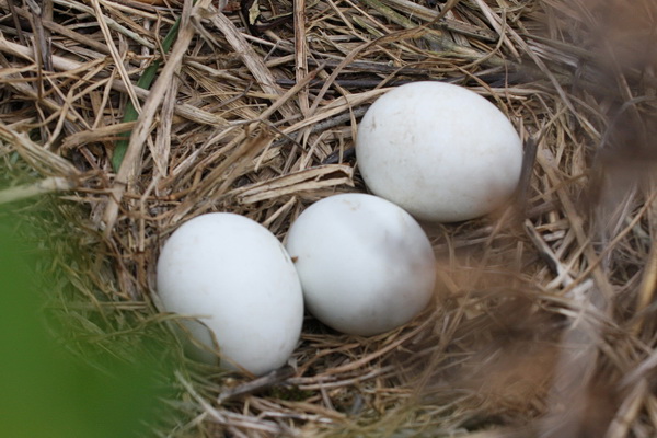 three eggs in a nest with brown grass