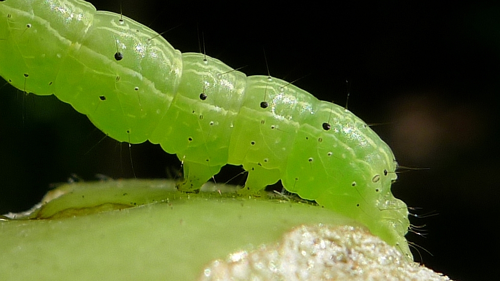 a green insect that is eating a piece of fruit