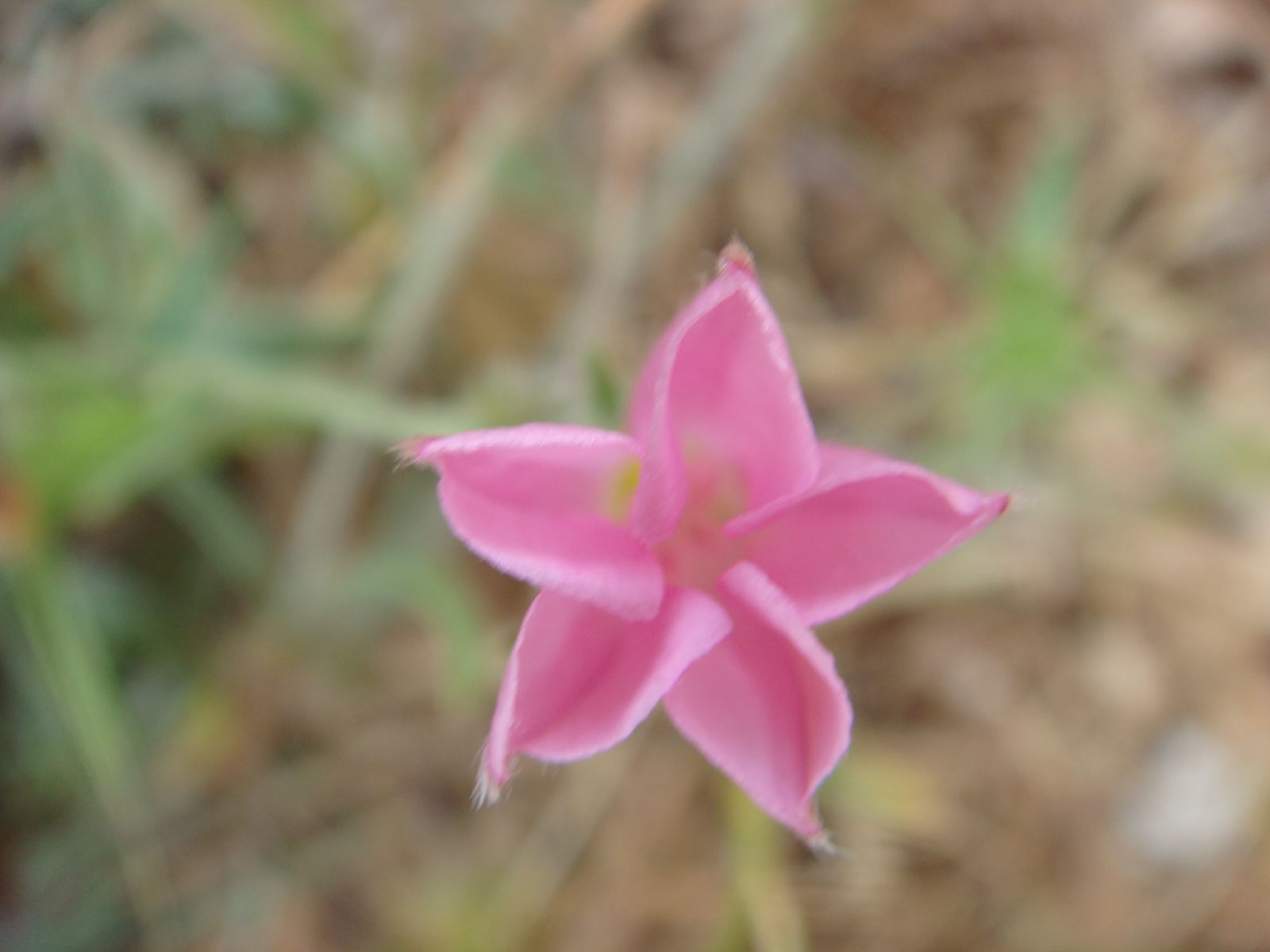 the small flower is growing close to some grass