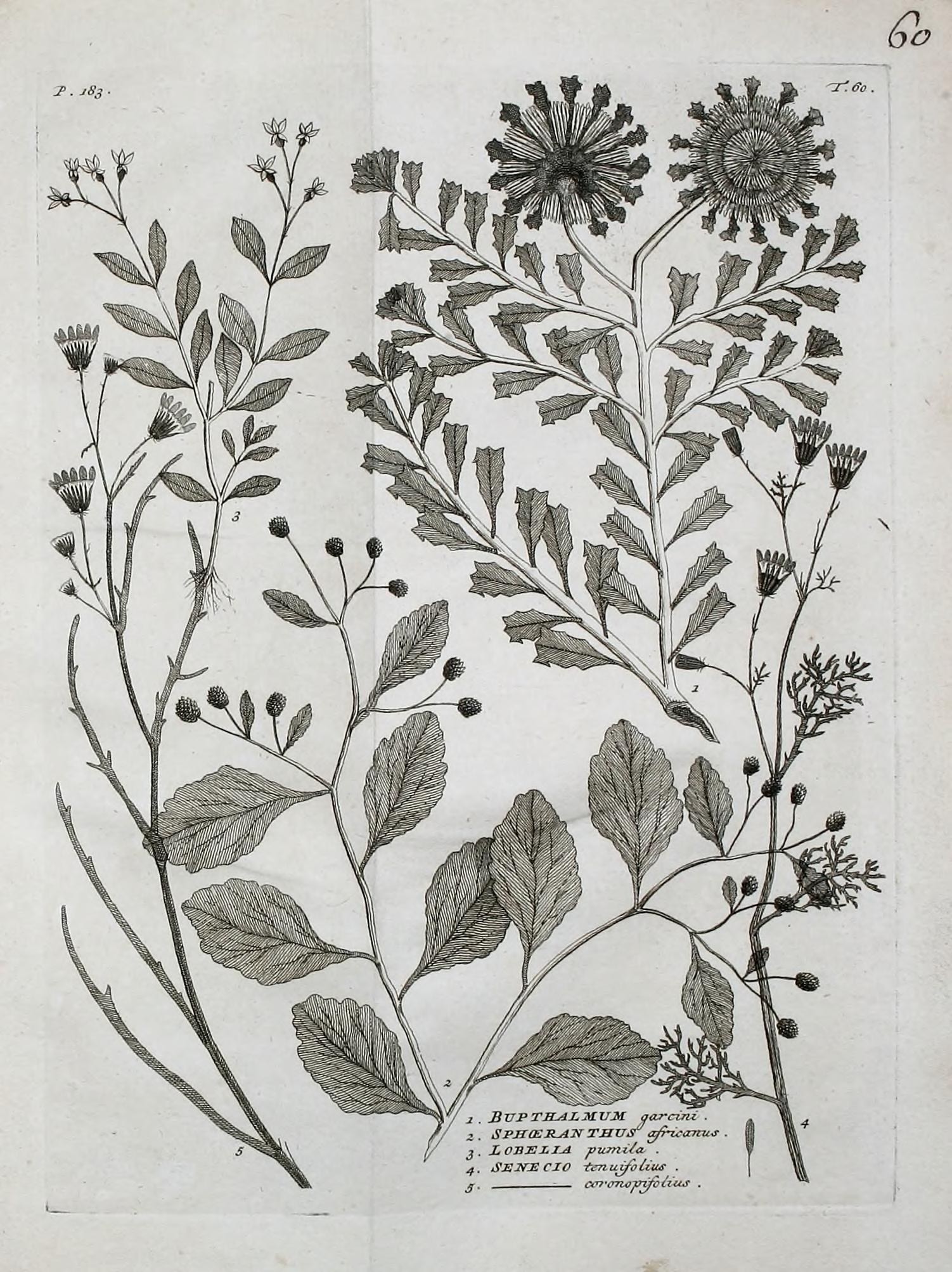 some leaves and stems are in an engraving