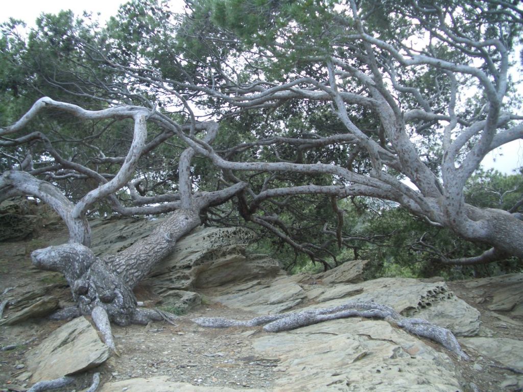 many different kind of tree nches on top of some rocks