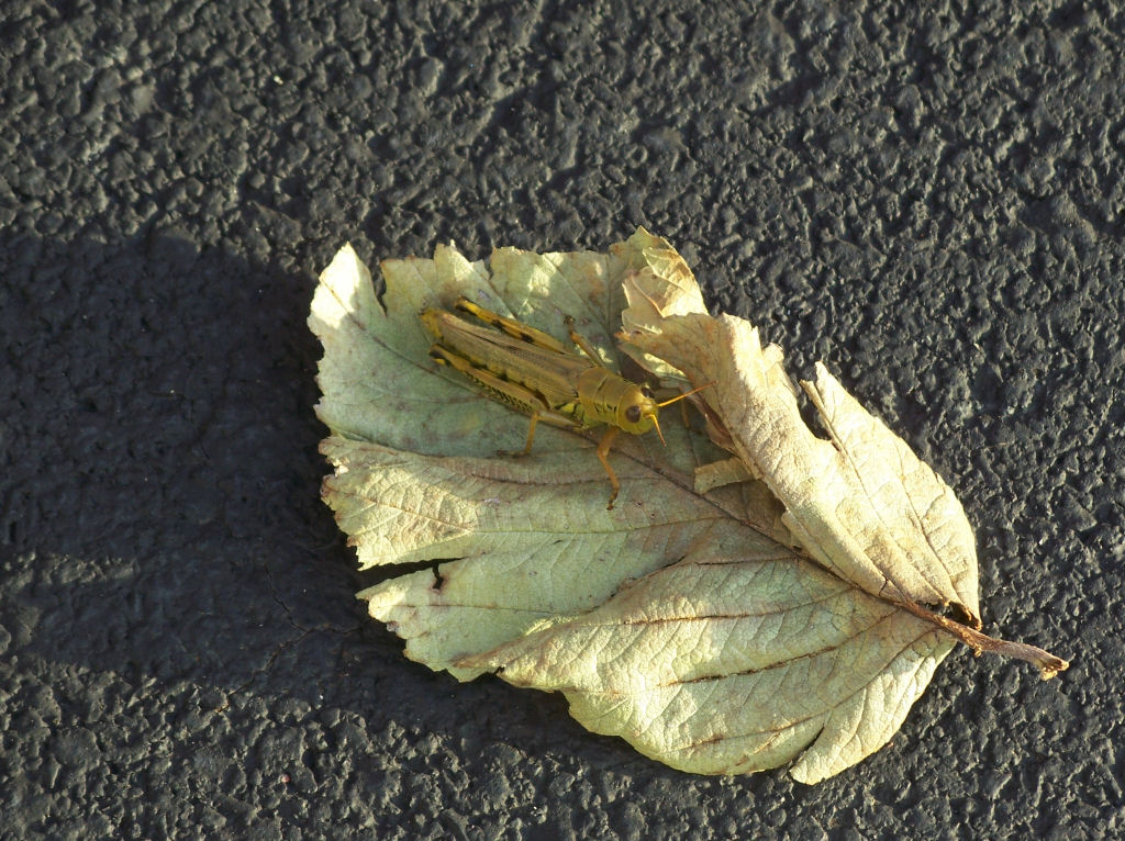 a leaf sitting on top of a sidewalk