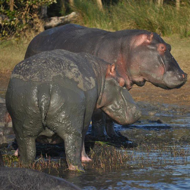 two hippopotamus standing in a river in front of trees