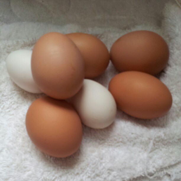 four eggs and six more are in a box