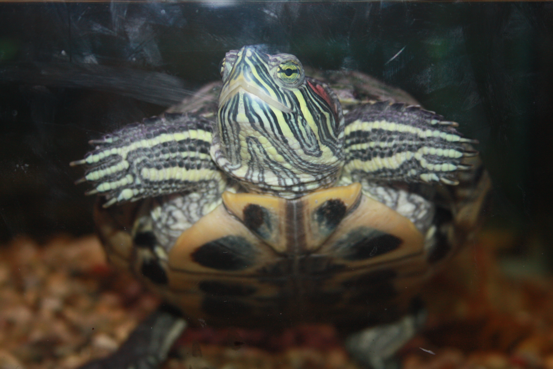 a turtle that is looking down in a fish tank