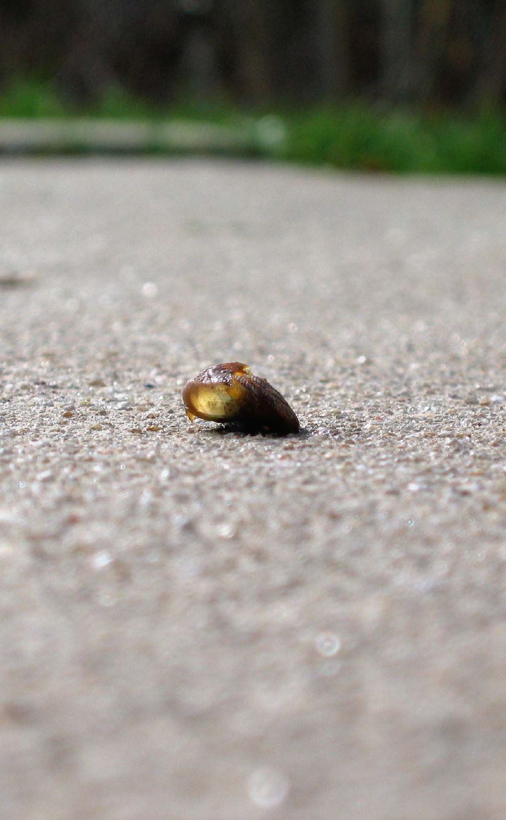 the yellow leaf is on the ground of the pavement