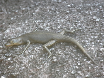 a small lizard is walking around on a concrete surface