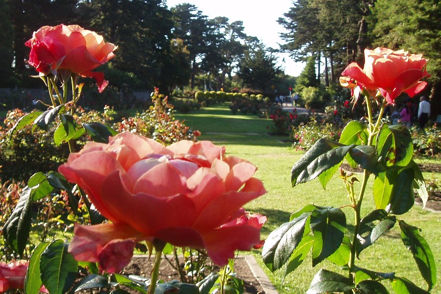 red roses in a garden with one bud open