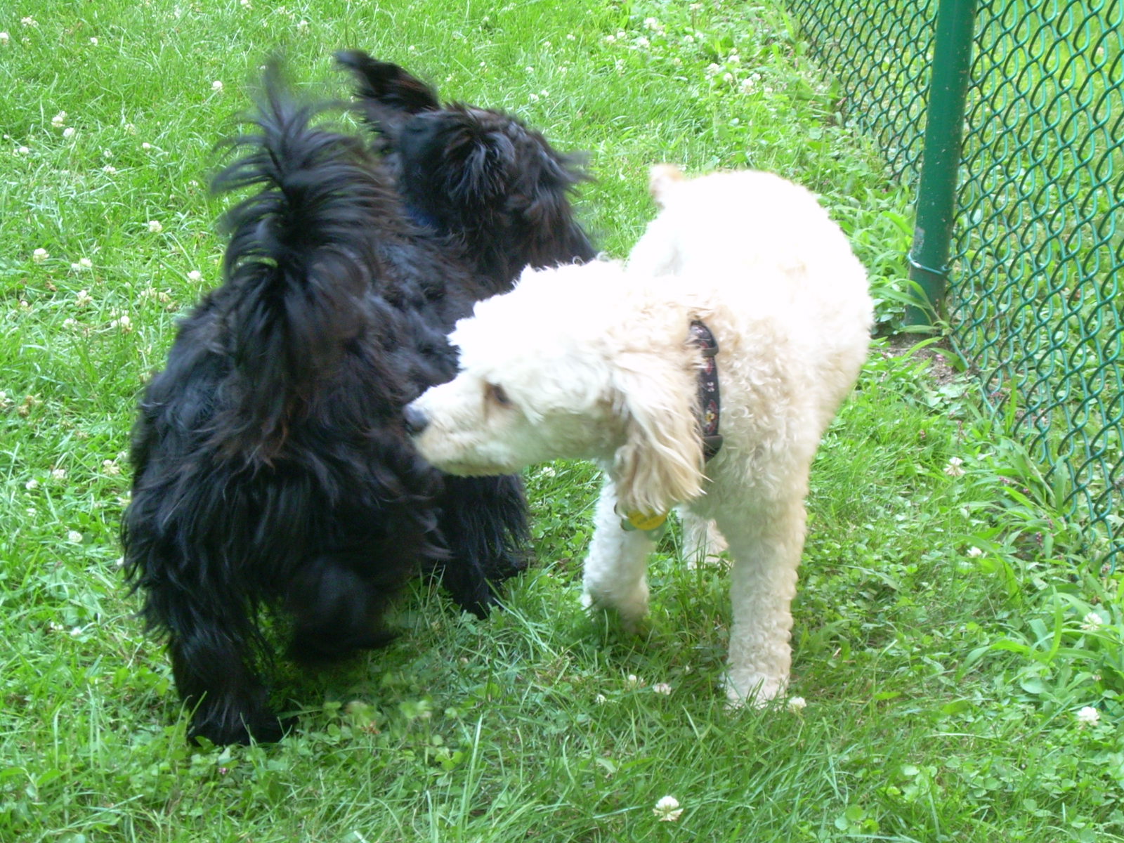 two dogs that are standing next to each other