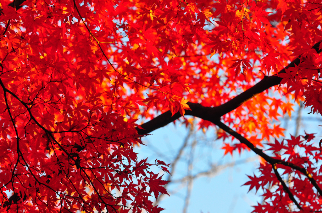 a colorful tree shows bright red leaves and blue sky