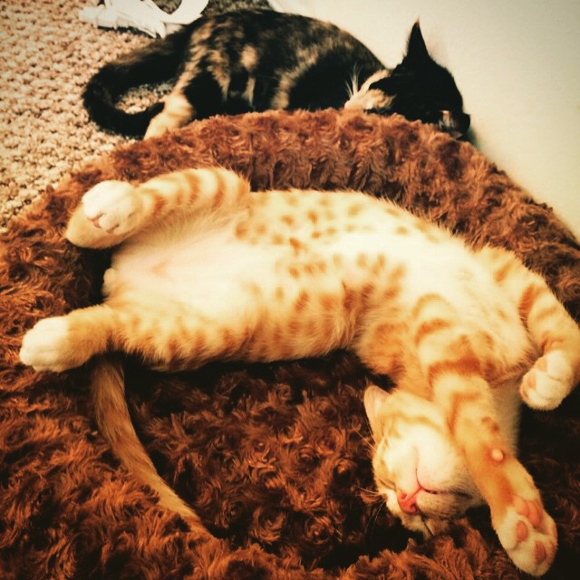 two cats nap together on a fluffy bed
