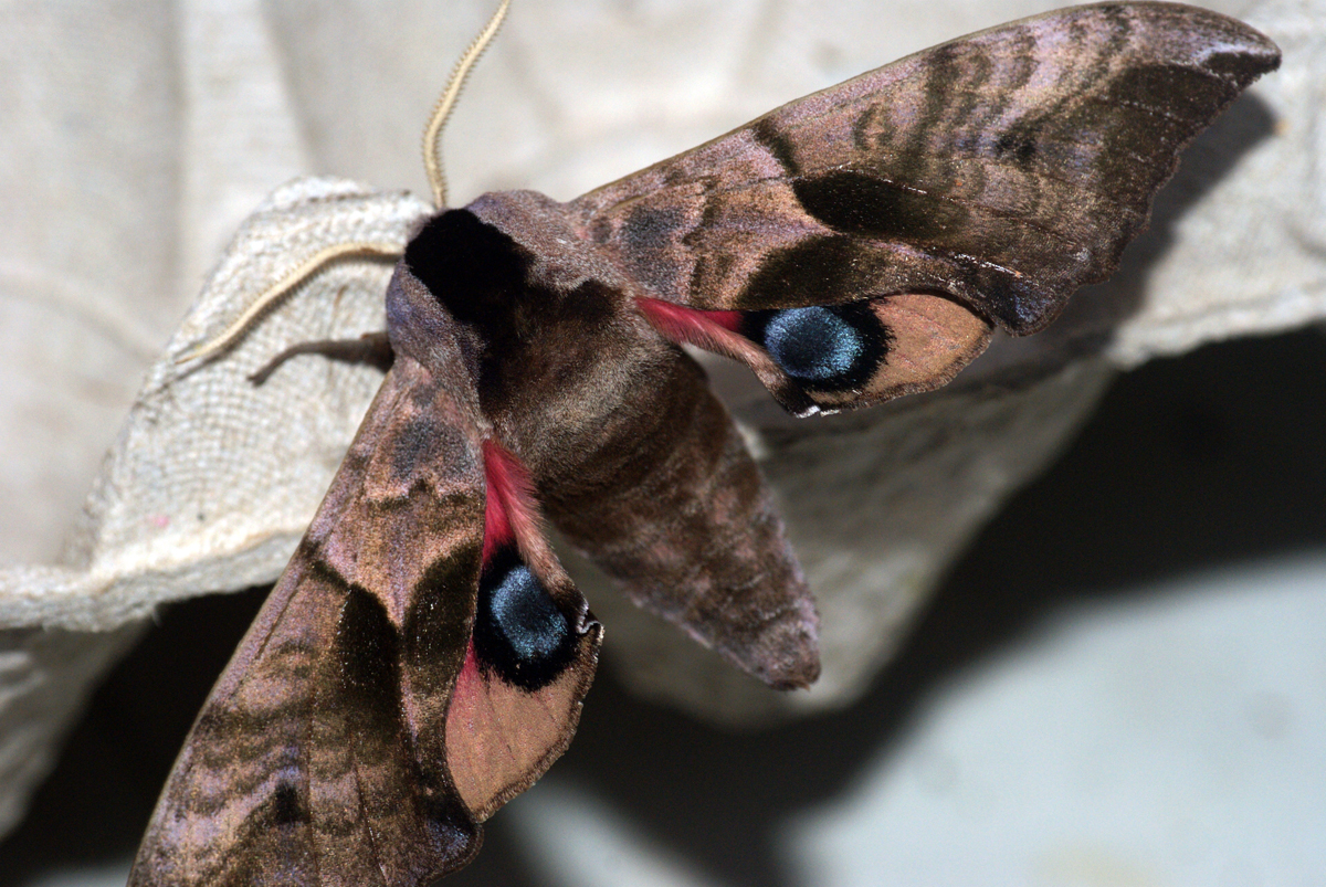 a large moth resting on a white fabric