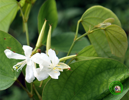a white flower with some green leaves