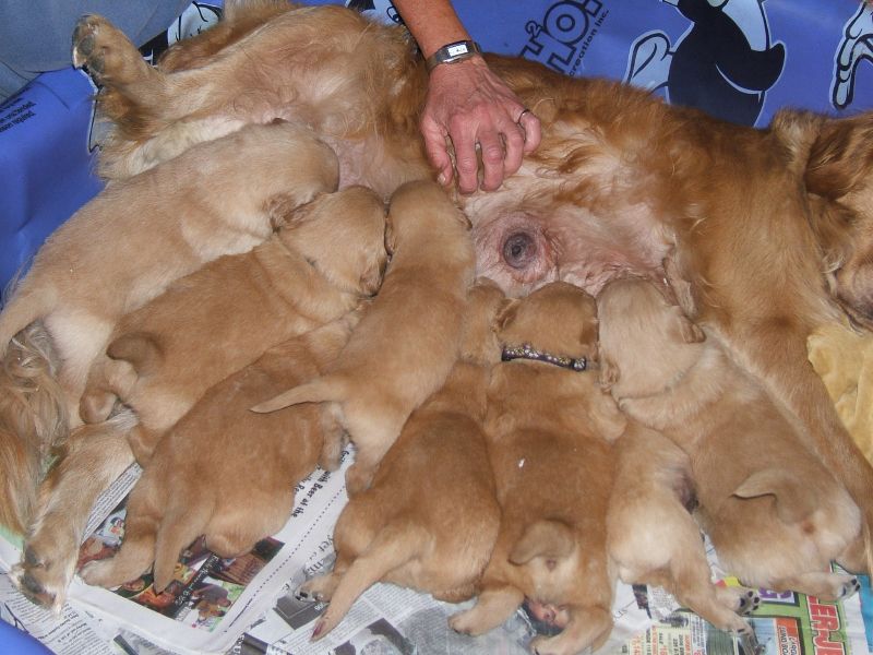a man is holding many puppies together