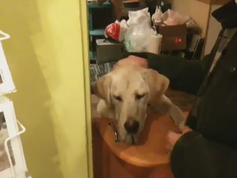 a dog that is sitting on a table