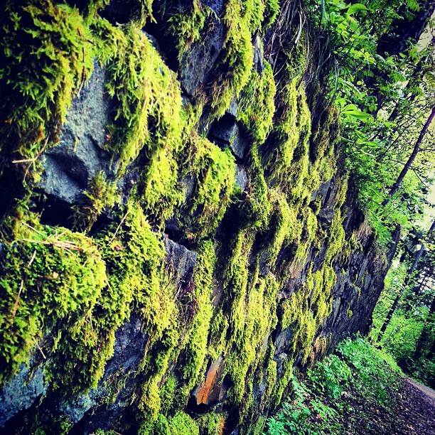 green moss growing on the rocks near the tree line