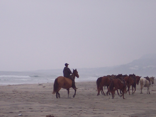 a man on a horse riding on a beach