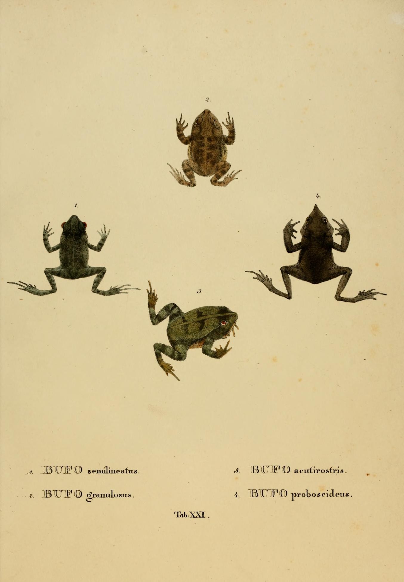 a group of frogs running across a field