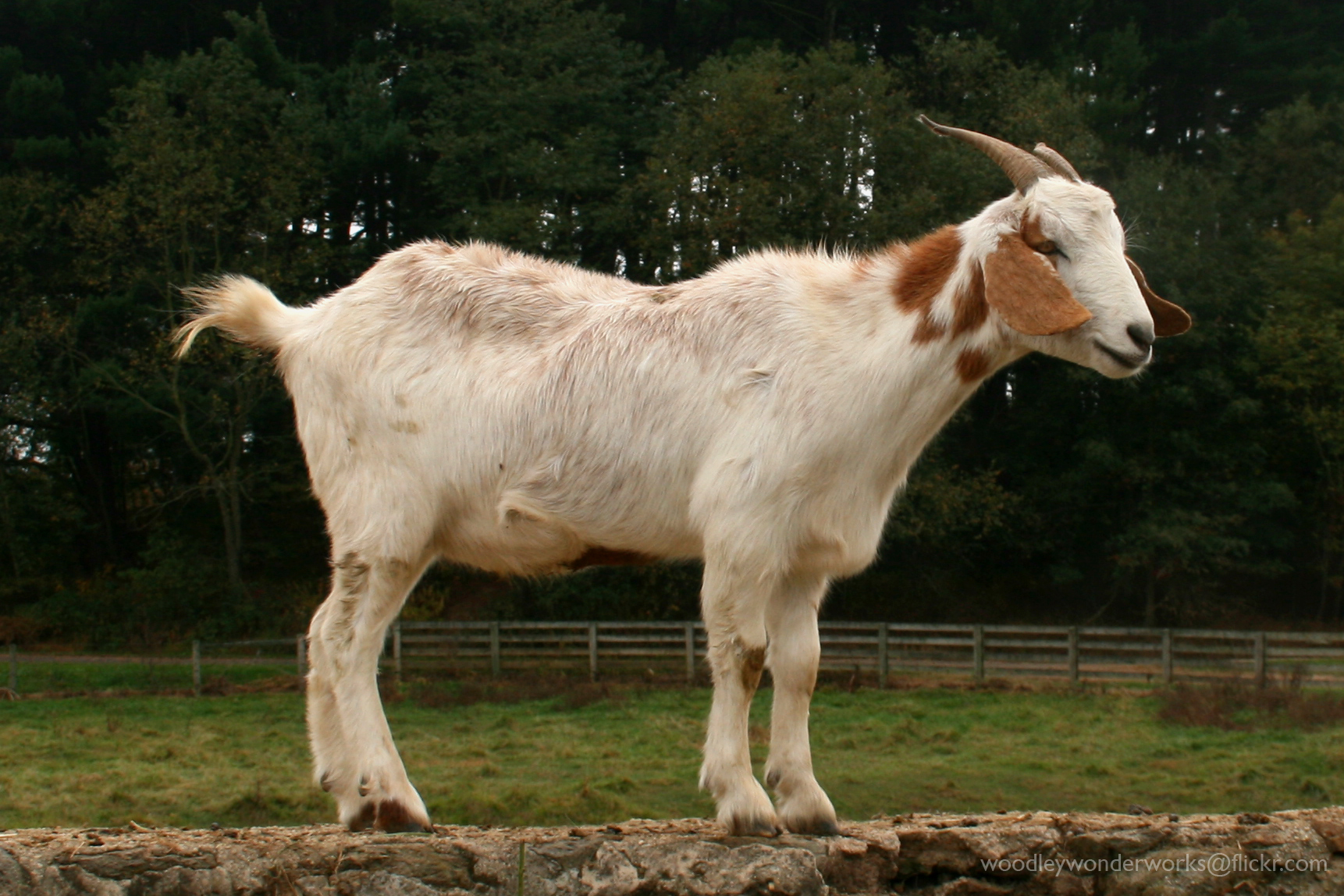the large horned goat is standing alone by himself