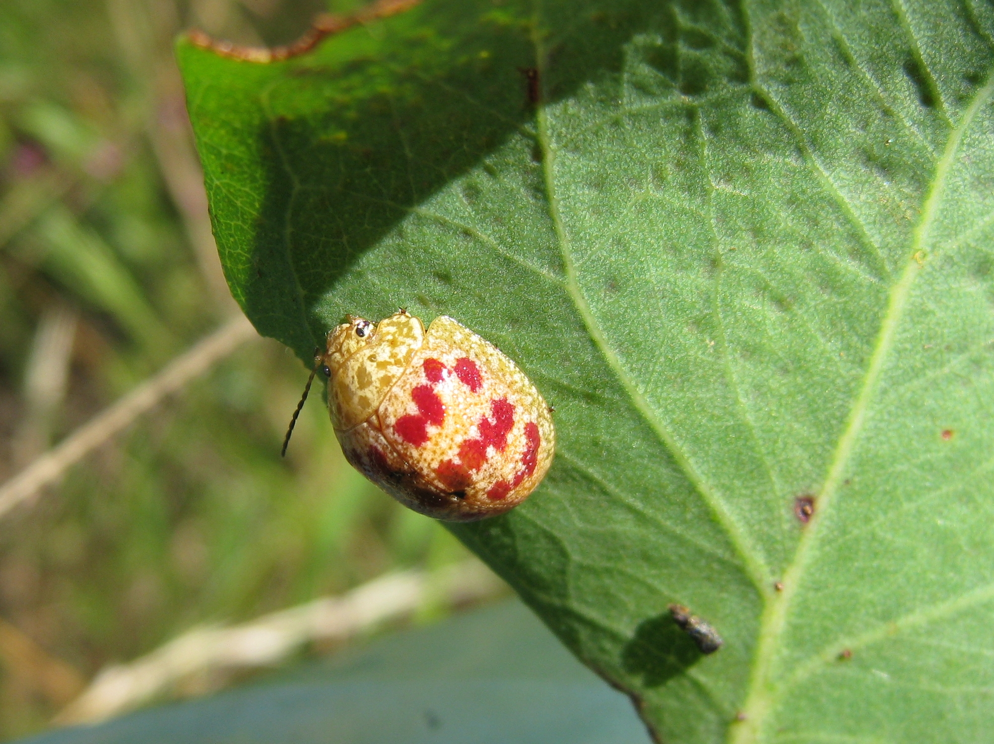 a bug on the leaf of a plant