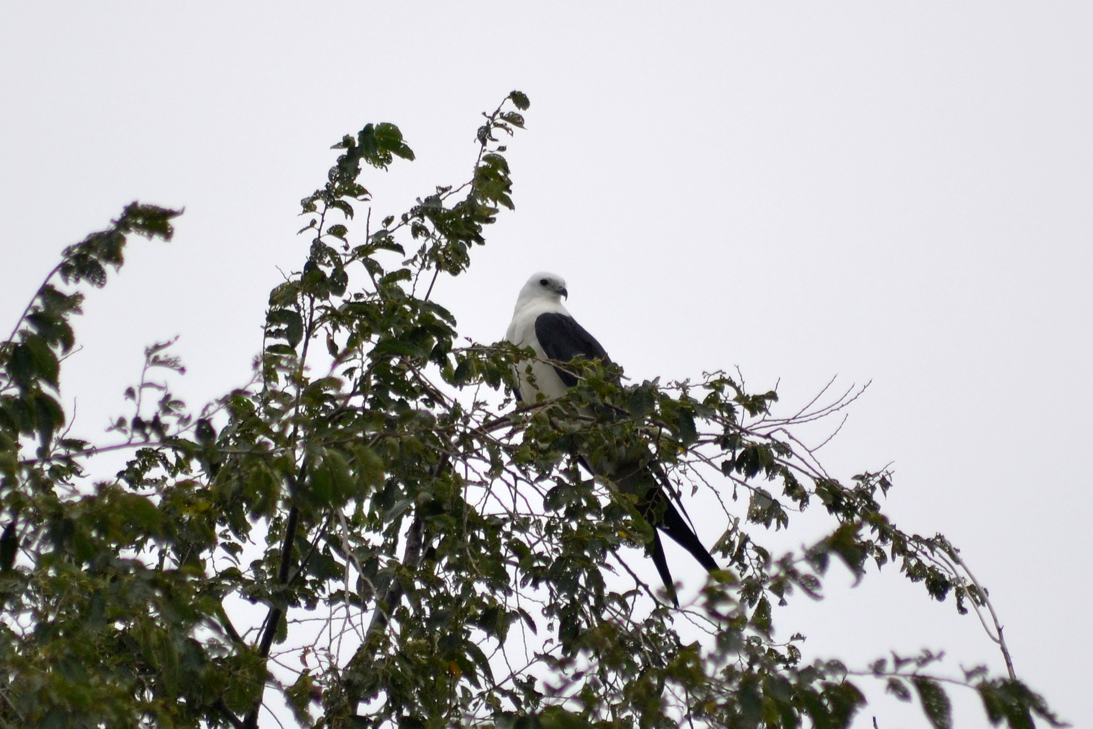 the bird is sitting on top of a tree