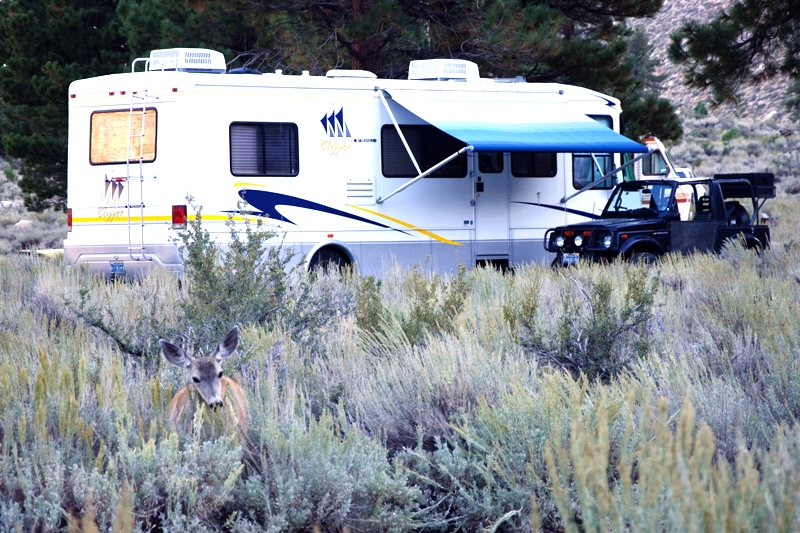 the deer is standing in the grass by the rv