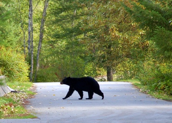 there is a large black bear walking down the road