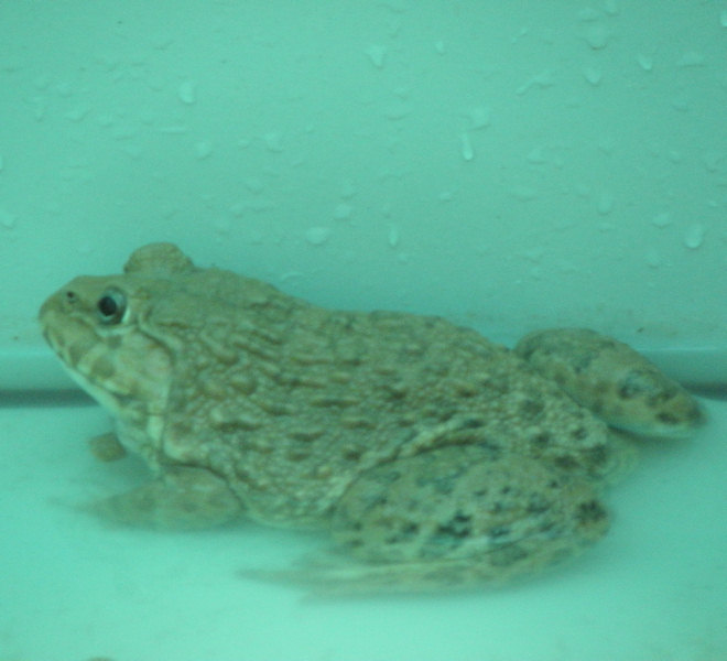a toad with a spot on the back of its body