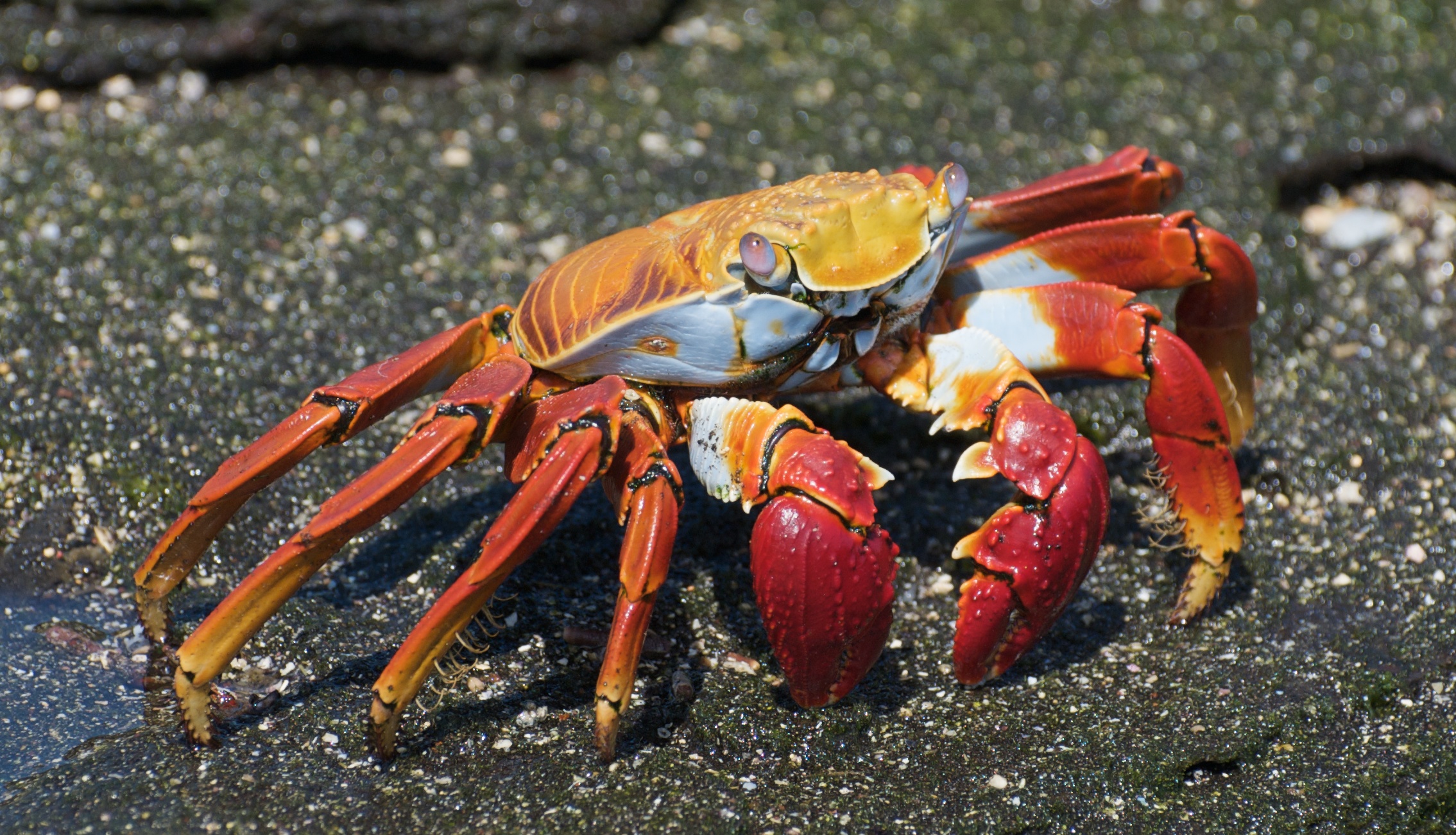 a crab in the sand has its legs extended