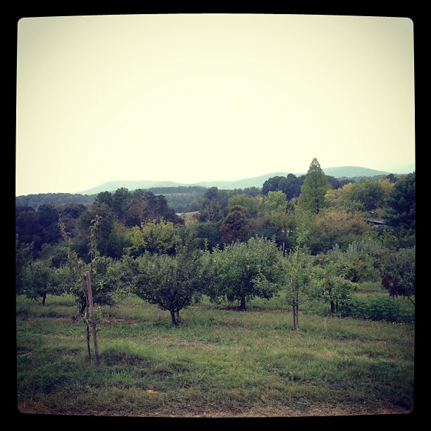 two giraffes standing in an open field near trees