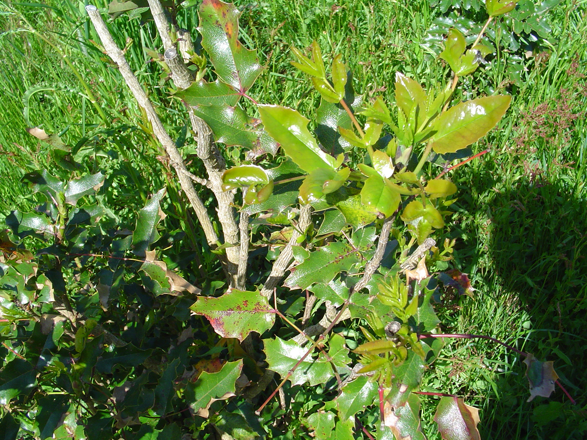 some plants with very little green leaves on them