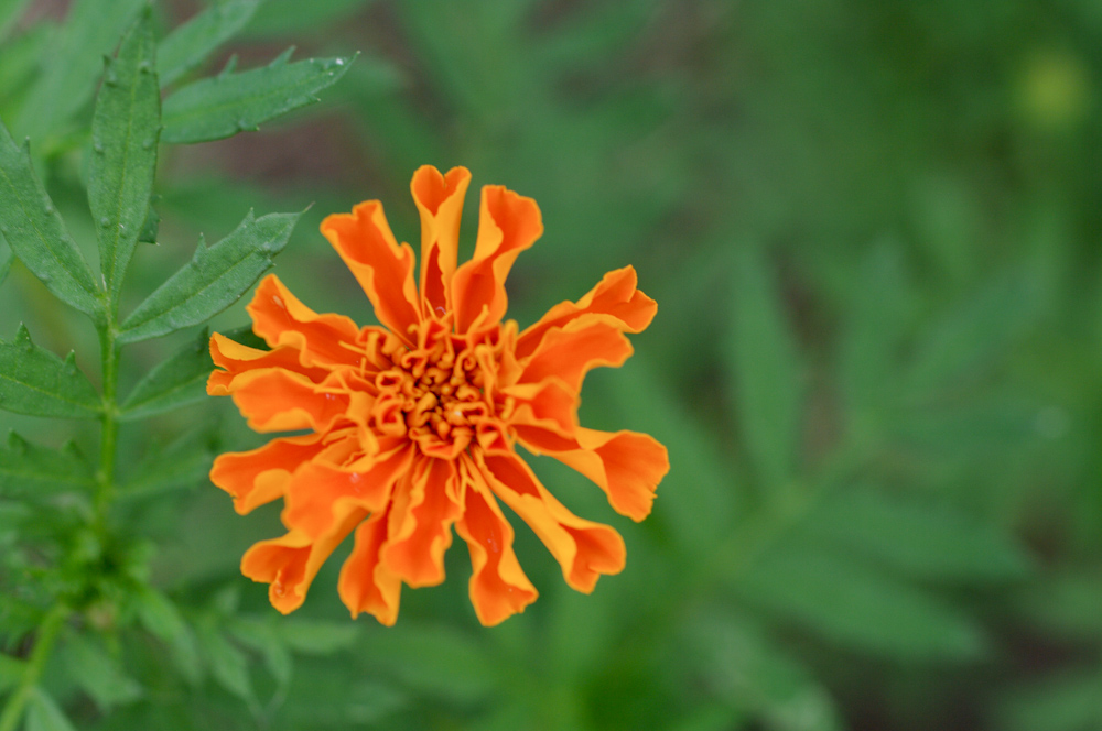 there is a large orange flower that has very tiny petals
