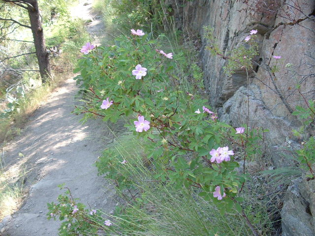 several wild flowers growing along a narrow path