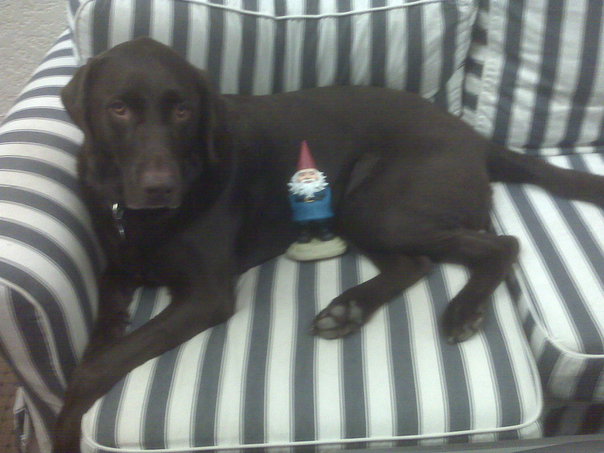 dog lying on striped couch, staring up