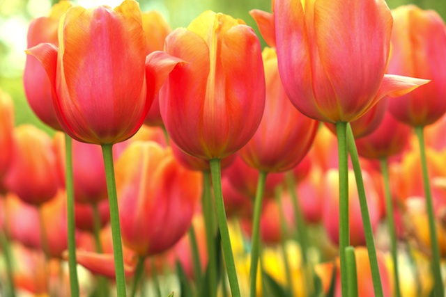 several rows of red and orange tulips with yellow tips