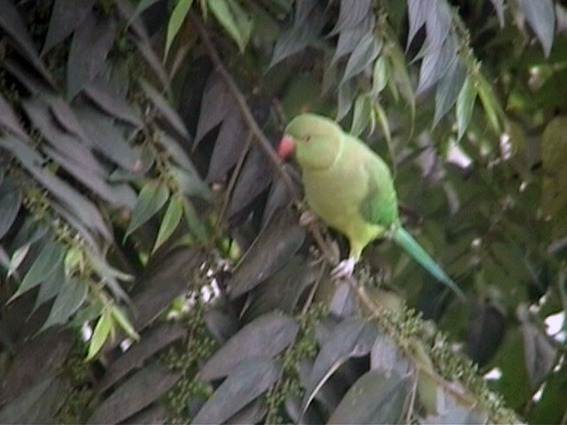 green parrot standing on a tree nch in the forest