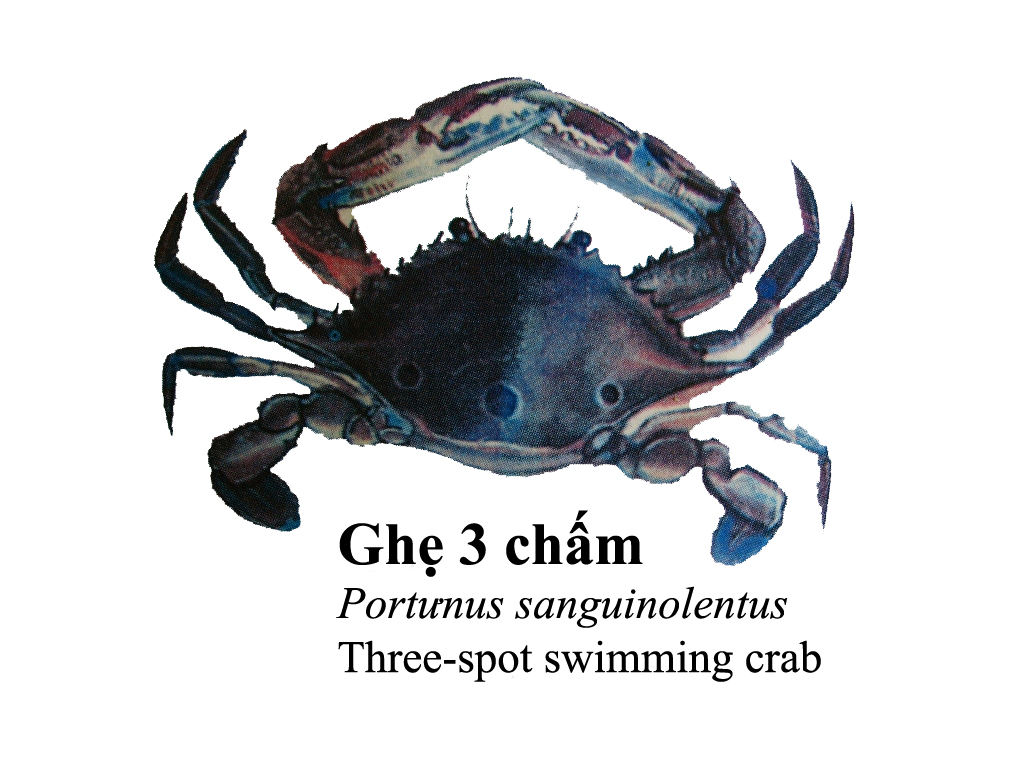an illustration of a crab with two legs