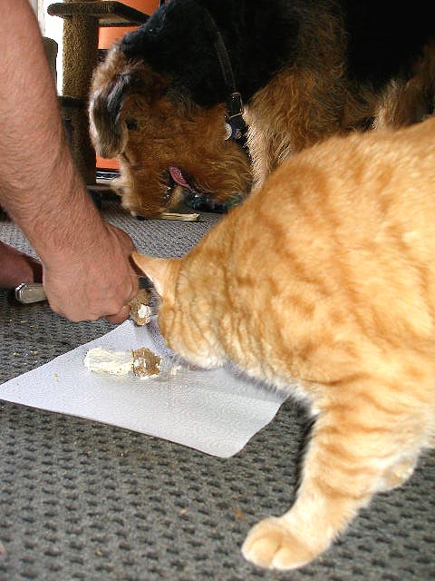 a close up of a person giving food to a cat