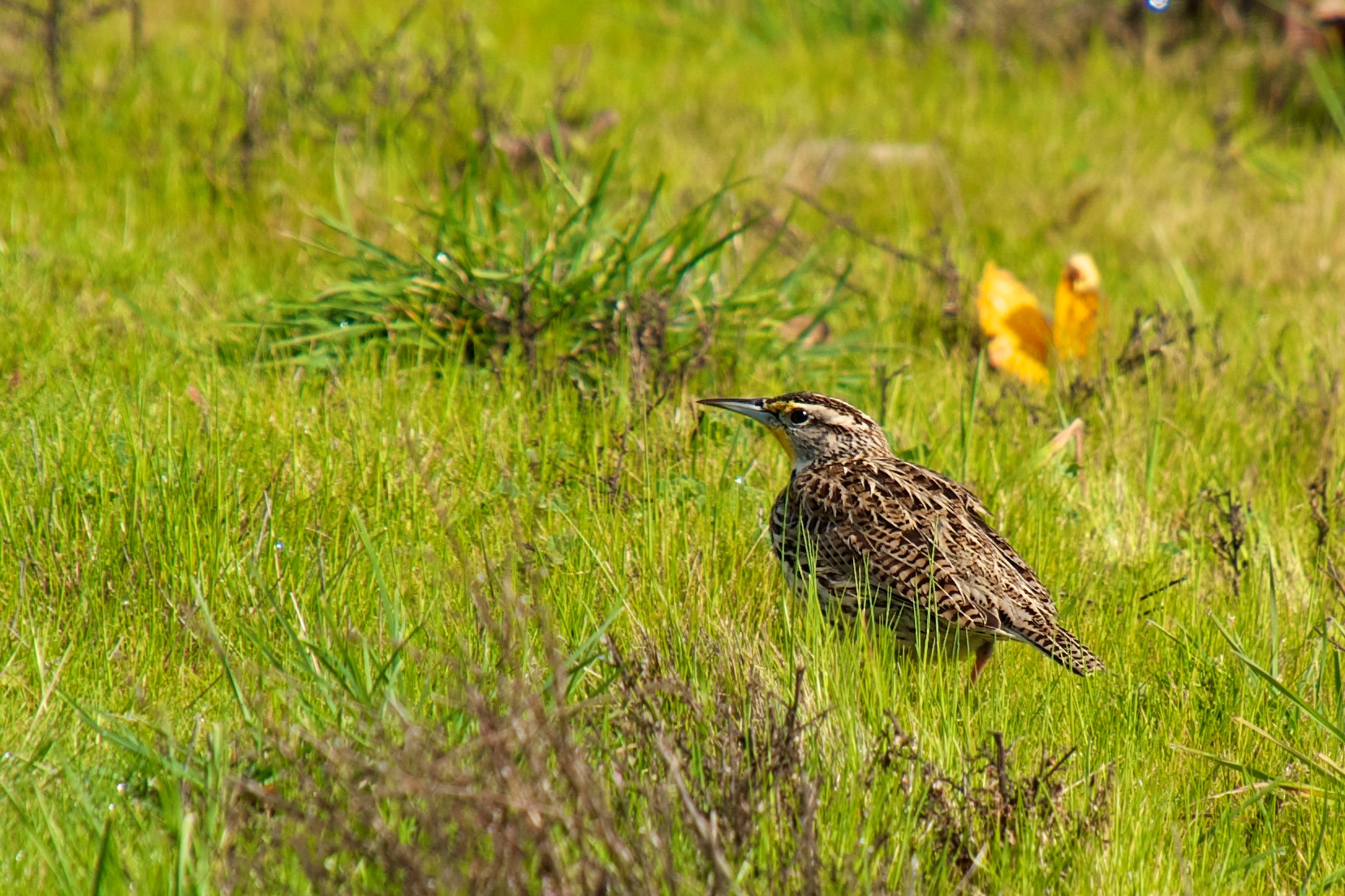 a bird sits in the tall grass near the chicken