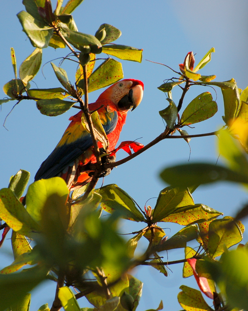 a brightly colored parrot perches on a nch