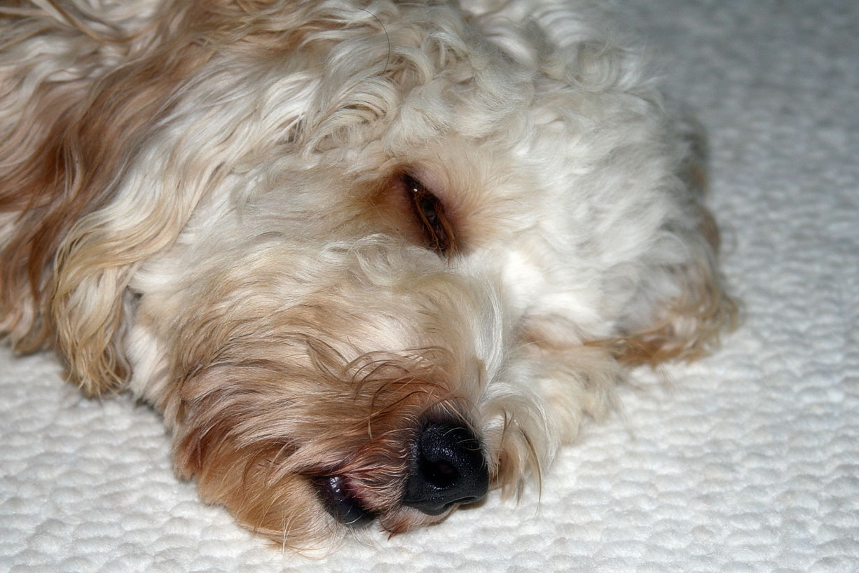 small brown and white dog lying down on the floor