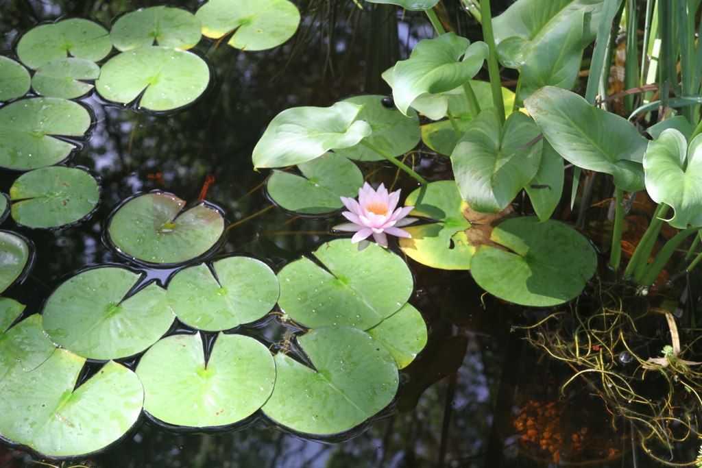 some water lilies are growing in a pond