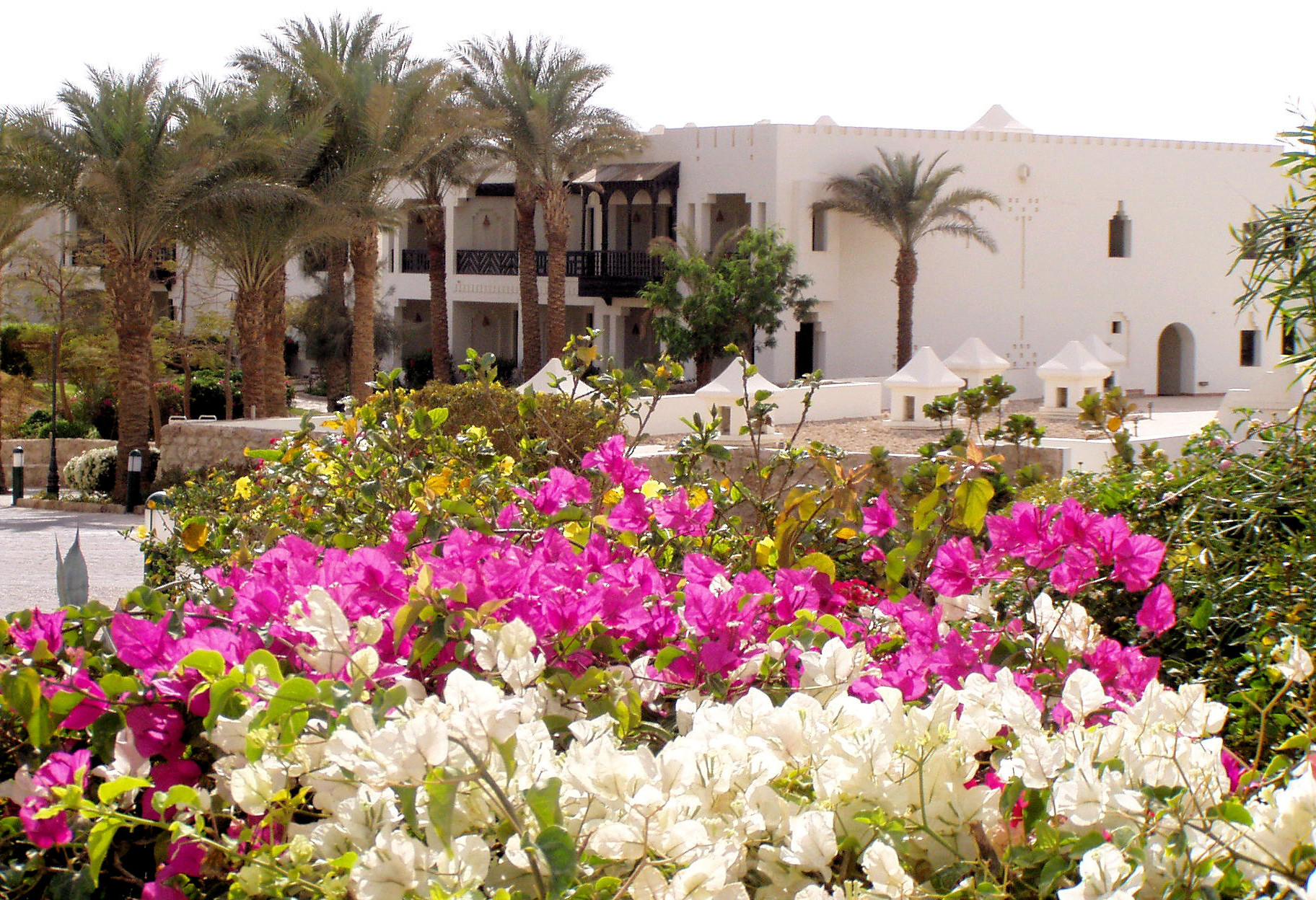 there is flowers growing outside a house and surrounding it