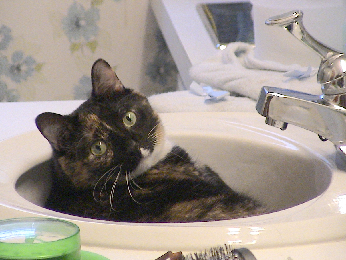 the cat is sitting in the bathroom sink