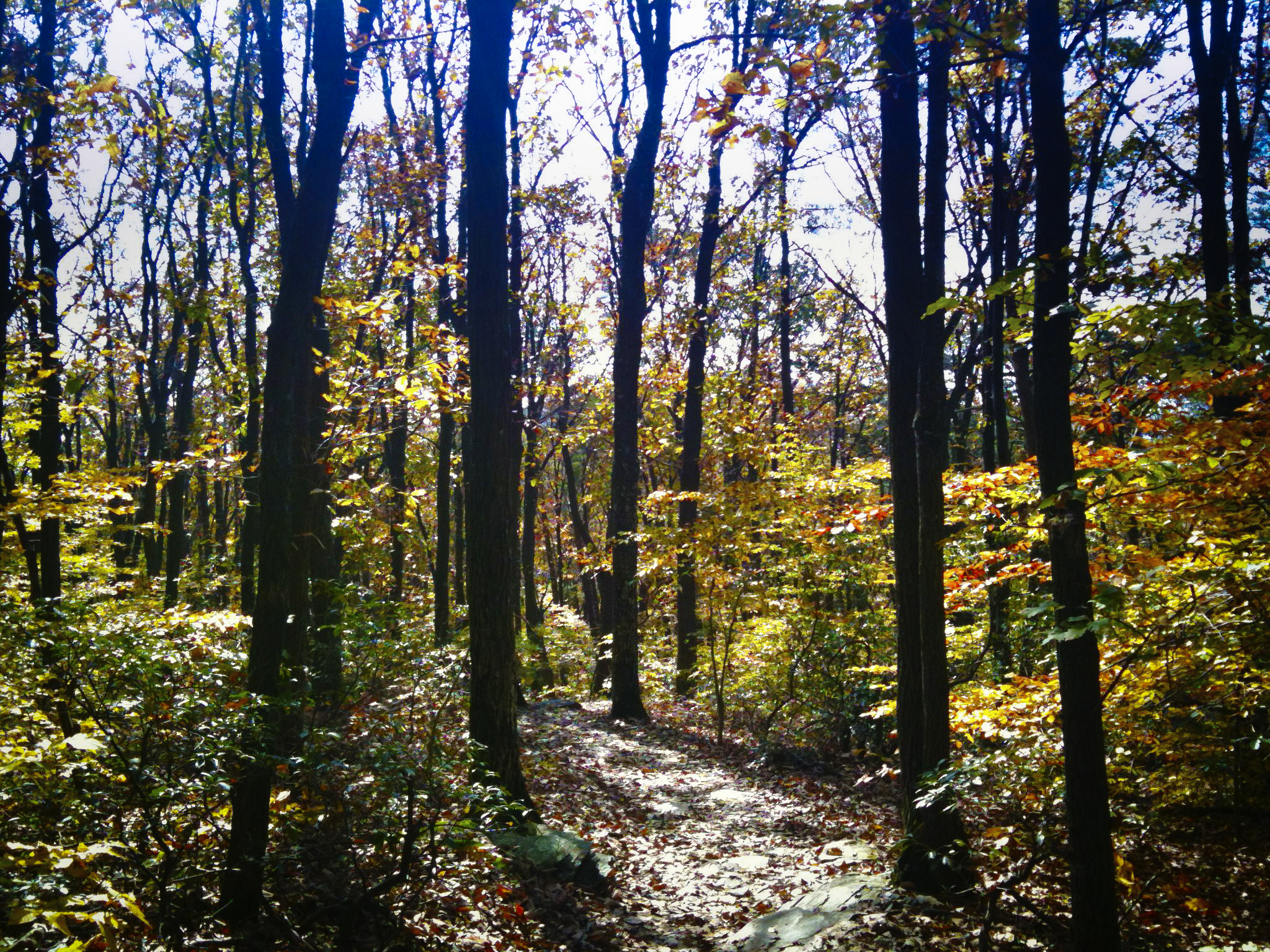 the sunlight is streaming through the woods to shine into the forest floor