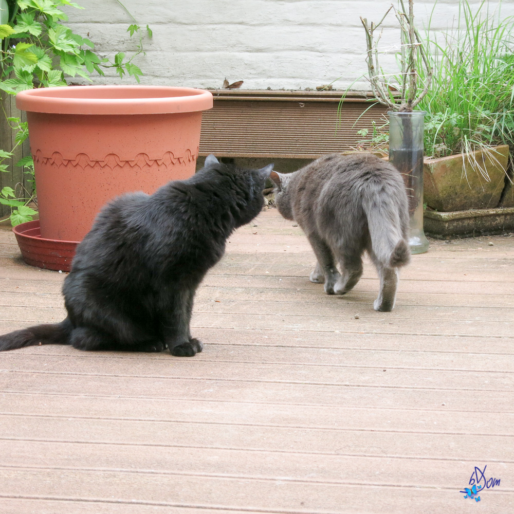 two cats are in a yard near a potted plant