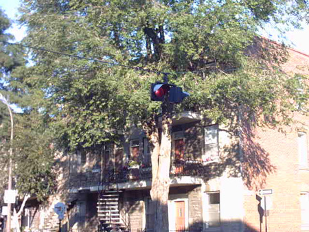 a stop light that is attached to the tree