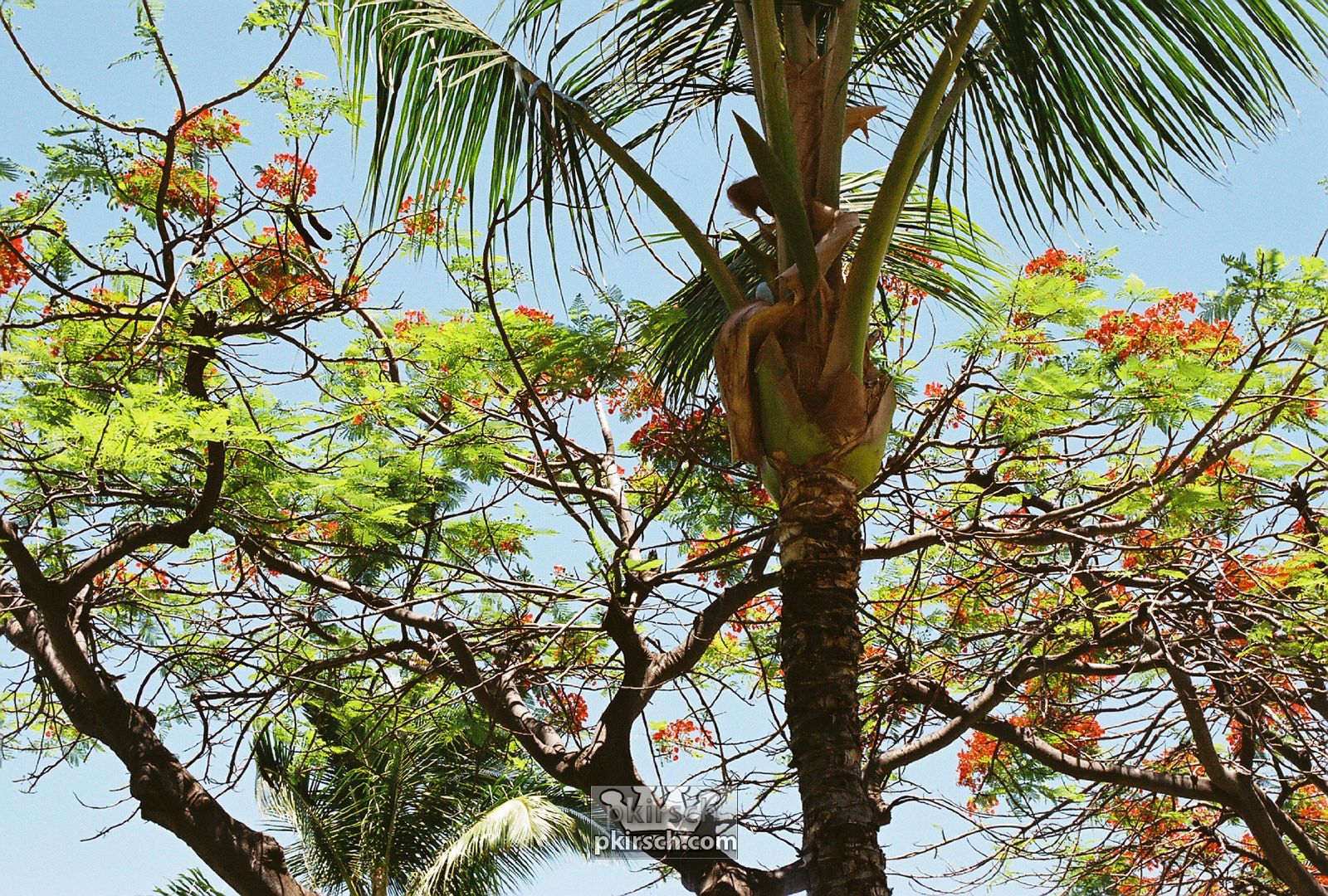 a person hanging from a palm tree while a dog is looking